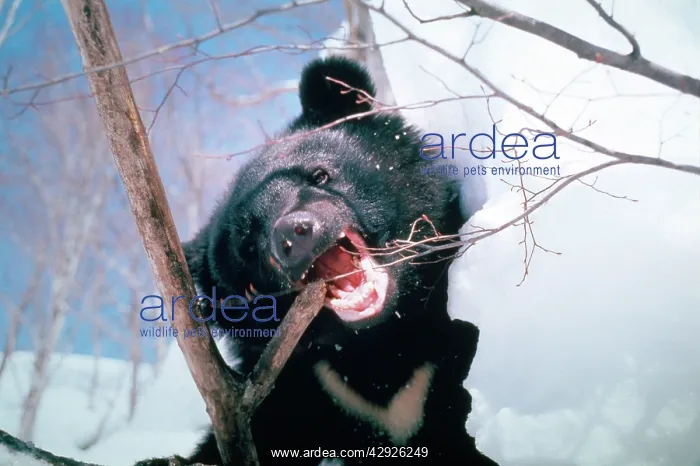 : Asiatic Black Bear : Asiatic Black Bear