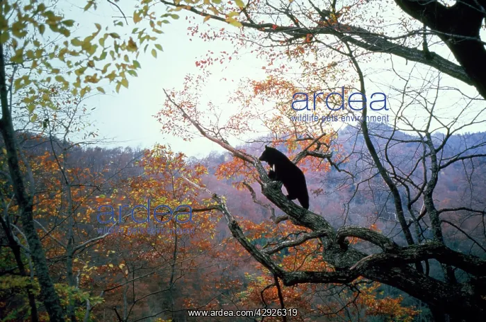 : Asiatic Black Bear : Asiatic Black Bear