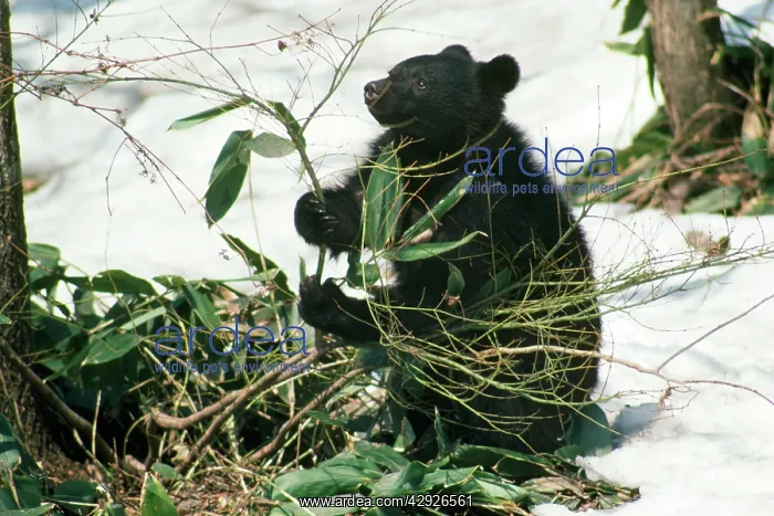 : ASIATIC BLACK BEAR : ASIATIC BLACK BEAR