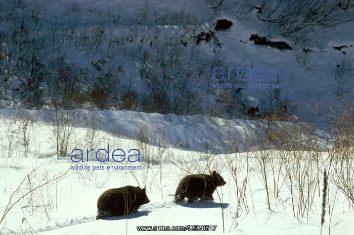 : Asiatic Black Bear : Asiatic Black Bear