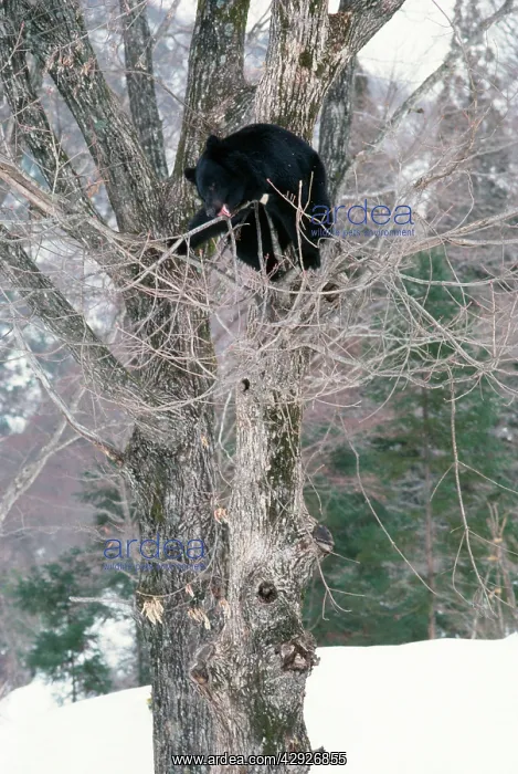 : Asiatic Black Bear : Asiatic Black Bear