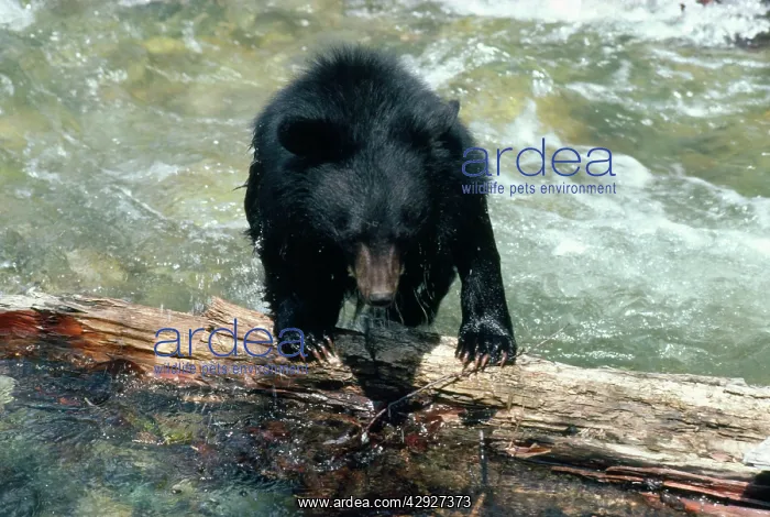 : Asiatic Black Bear : Asiatic Black Bear