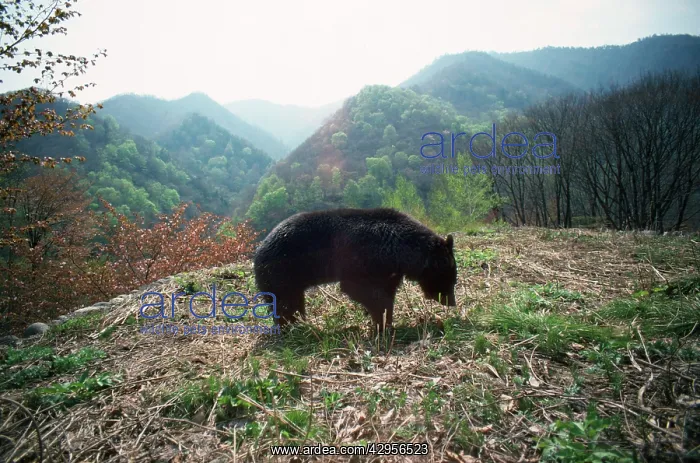 : Asiatic Black bear : Asiatic Black bear