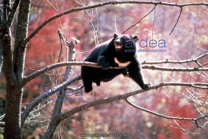 : Asiatic Black Bear : Asiatic Black Bear