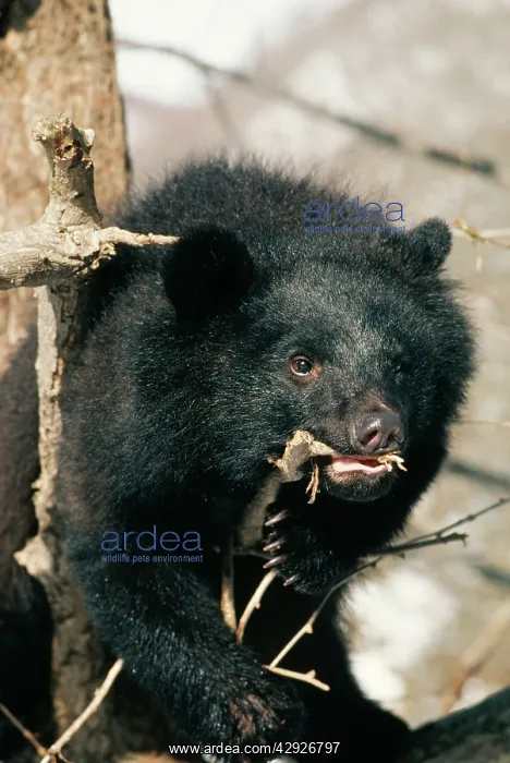 : ASIATIC BLACK BEAR - chewing bark : ASIATIC BLACK BEAR - chewing bark