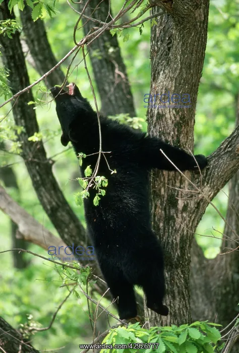 : Asiatic Black BEAR - climbing tree : Asiatic Black BEAR - climbing tree