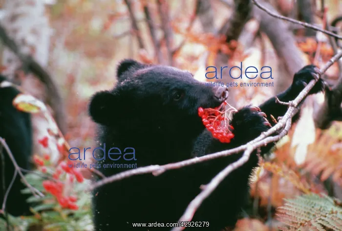 : Asiatic Black BEAR - eating berries : Asiatic Black BEAR - eating berries