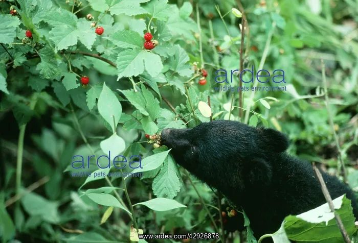 : Asiatic Black BEAR - eating berries : Asiatic Black BEAR - eating berries
