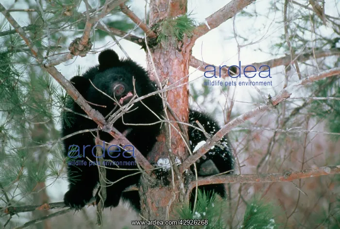 : Asiatic Black Bear - Japanese sub species : Asiatic Black Bear - Japanese sub species