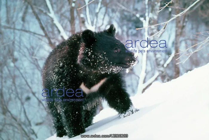 : Asiatic Black Bear - Japanese sub species : Asiatic Black Bear - Japanese sub species