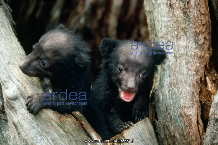 : Asiatic Black Bear - Japanese sub species : Asiatic Black Bear - Japanese sub species