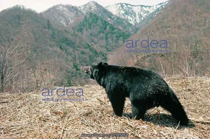 : Asiatic Black BEAR - Japanese sub species : Asiatic Black BEAR - Japanese sub species