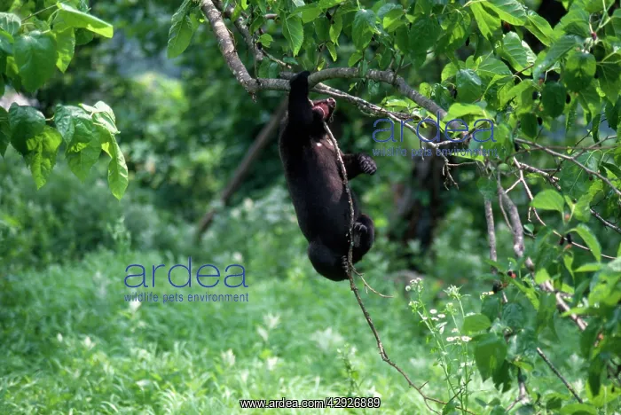 : Asiatic Black Bear - Japanese sub species : Asiatic Black Bear - Japanese sub species