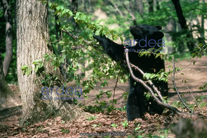 : Asiatic Black Bear - Japanese sub species : Asiatic Black Bear - Japanese sub species