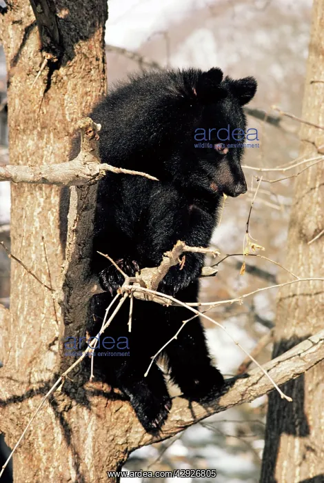 : Asiatic Black BEAR - Japanese subspecies - perched in tree : Asiatic Black BEAR - Japanese subspecies - perched in tree