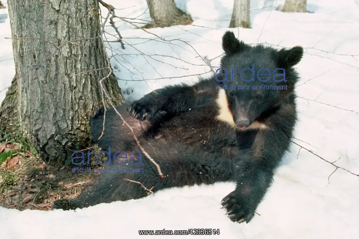 : Asiatic Black bear - lying in snow : Asiatic Black bear - lying in snow