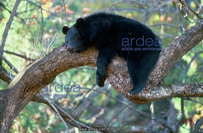 : Asiatic Black bear - resting in tree : Asiatic Black bear - resting in tree
