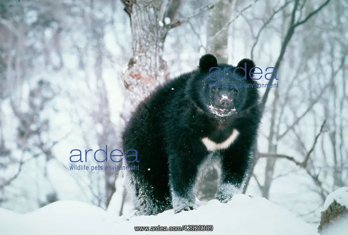 : ASIATIC BLACK BEAR - in snow : ASIATIC BLACK BEAR - in snow