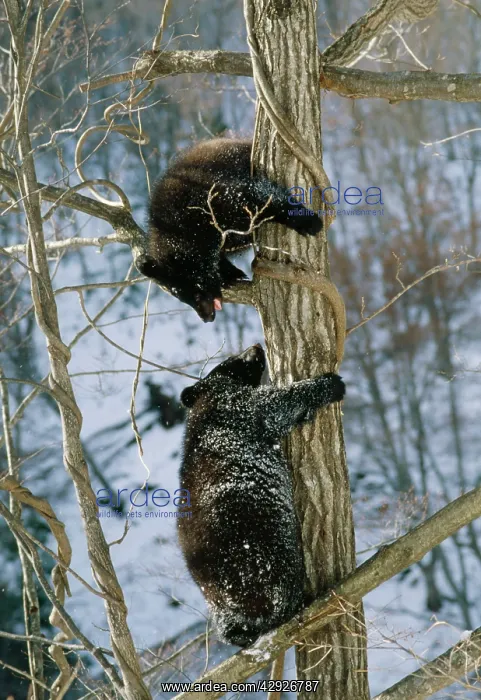 : ASIATIC BLACK BEAR - two in tree : ASIATIC BLACK BEAR - two in tree