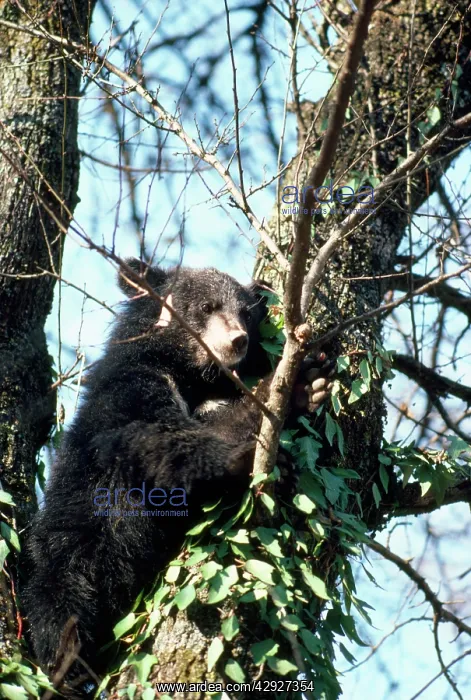 : Asiatic Black Bear - in tree : Asiatic Black Bear - in tree