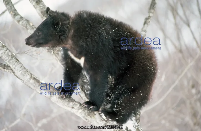 : Asiatic Black bear - in tree : Asiatic Black bear - in tree