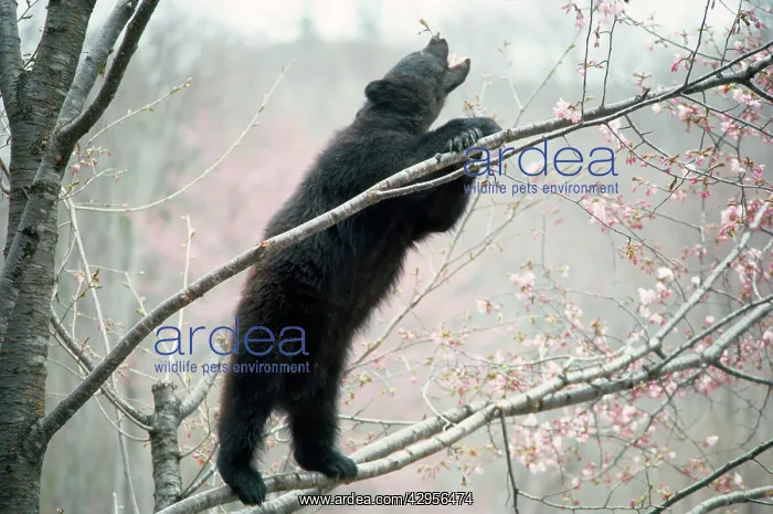 : Asiatic Black bear - in tree with blossom : Asiatic Black bear - in tree with blossom