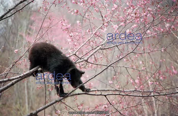 : Asiatic Black bear - in tree with blossom : Asiatic Black bear - in tree with blossom
