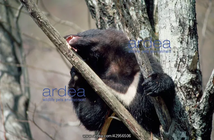 : Asiatic Black bear - in tree eating bark : Asiatic Black bear - in tree eating bark