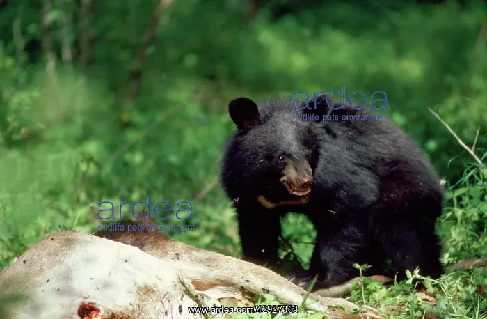 : Asiatic Black Bear - young feeding on deer carcass : Asiatic Black Bear - young feeding on deer carcass