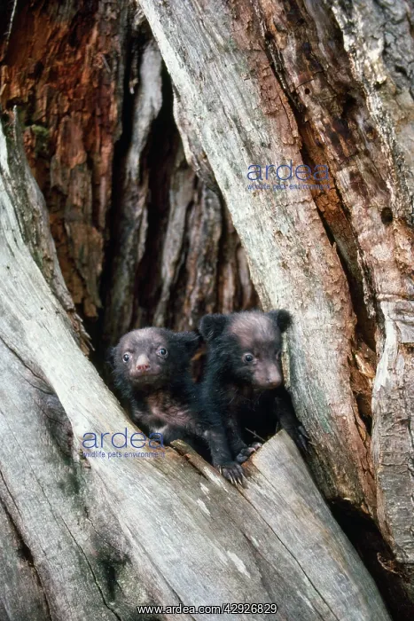: Asiatic Black Bear - young. Japanese sub species : Asiatic Black Bear - young. Japanese sub species