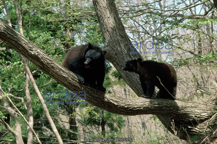 : Asiatic Black Bears : Asiatic Black Bears