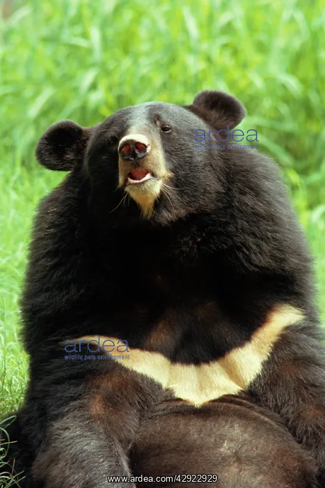 : Asiatic Black / Tibetan Black / Himalayan Black : Asiatic Black / Tibetan Black / Himalayan Black