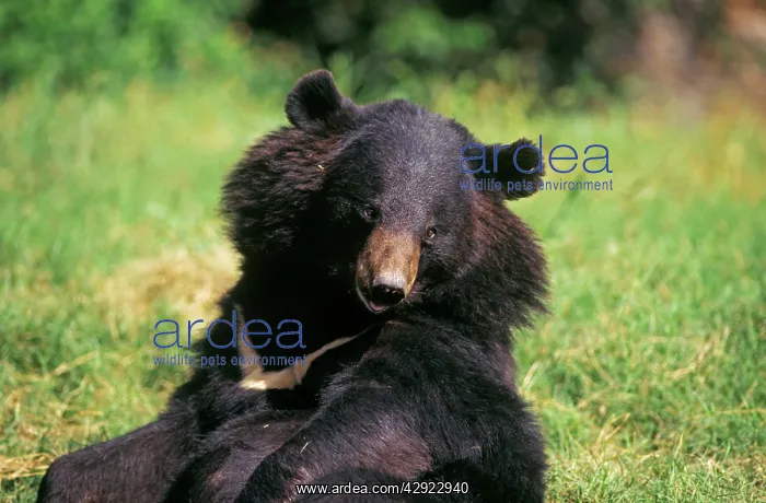  : Asiatic Black  /  Tibetan Black  /  Himalayan Black