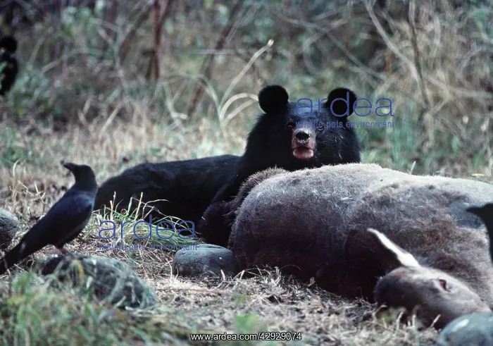 : Asiatic Black / Tibetan Black / Himalayan Black : Asiatic Black / Tibetan Black / Himalayan Black