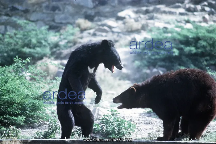 : Asiatic Black  /  Tibetan Black  /  Himalayan Black