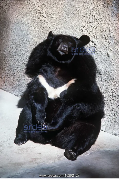 : Asiatic Black / Tibetan Black / Himalayan Black / Moon BEAR : Asiatic Black / Tibetan Black / Himalayan Black / Moon BEAR