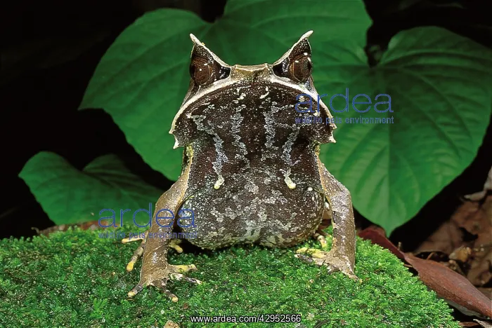: Asiatic Horned Toad - lives on the forest floor : Asiatic Horned Toad - lives on the forest floor