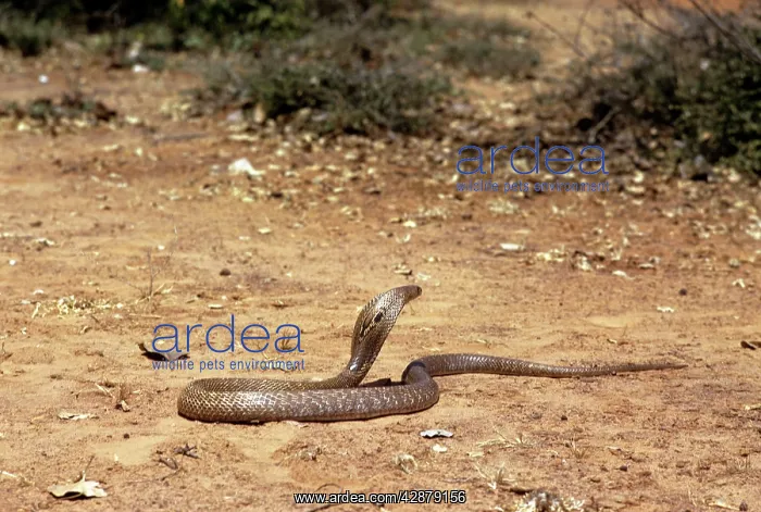: Asiatic / Indian Cobra : Asiatic / Indian Cobra