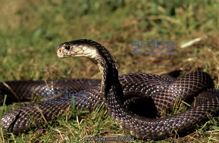 : Asiatic / Indian Cobra : Asiatic / Indian Cobra