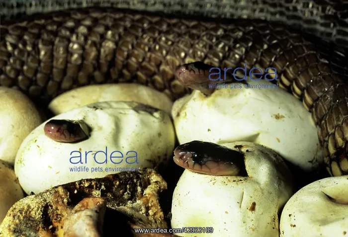 : Asiatic / Indian Cobra - babies hatching : Asiatic / Indian Cobra - babies hatching