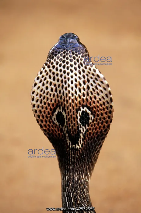 : Asiatic / Indian COBRA - Close up of head : Asiatic / Indian COBRA - Close up of head