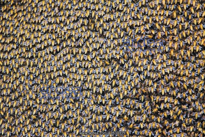 : Asiatic / Indian Honeybee - mass : Asiatic / Indian Honeybee - mass