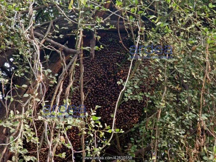 : Asiatic / Indian Honeybee - mass : Asiatic / Indian Honeybee - mass