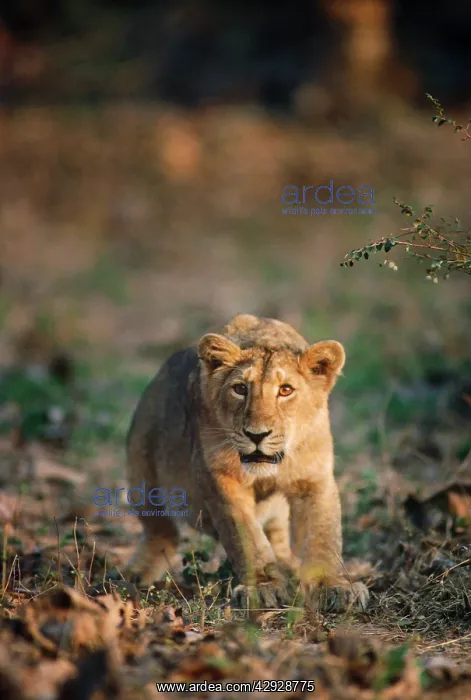 : Asiatic / Indian Lion : Asiatic / Indian Lion