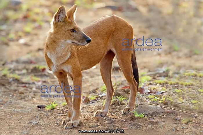 : Asiatic / Indian Wild Dog : Asiatic / Indian Wild Dog