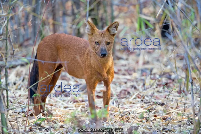 : Asiatic / Indian Wild Dog : Asiatic / Indian Wild Dog