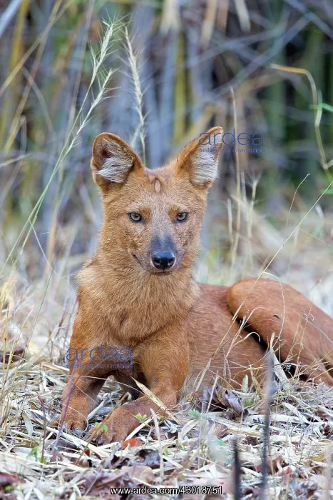 : Asiatic / Indian Wild Dog : Asiatic / Indian Wild Dog