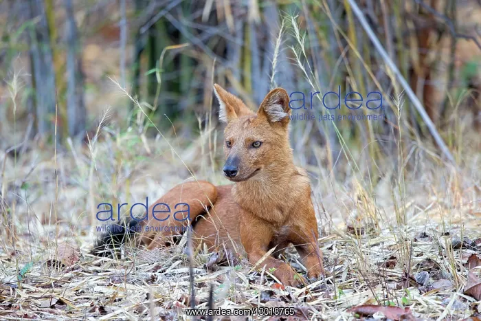: Asiatic / Indian Wild Dog : Asiatic / Indian Wild Dog
