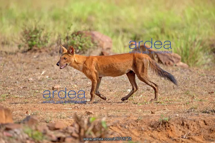 : Asiatic / Indian Wild Dog : Asiatic / Indian Wild Dog
