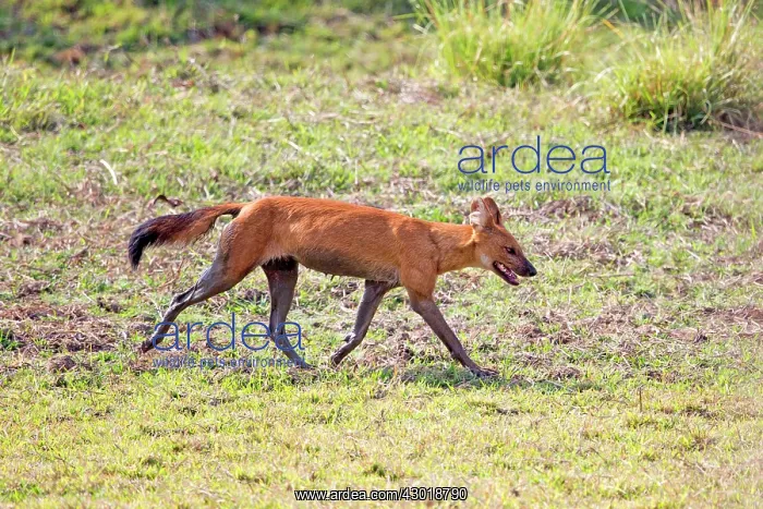 : Asiatic / Indian Wild Dog : Asiatic / Indian Wild Dog